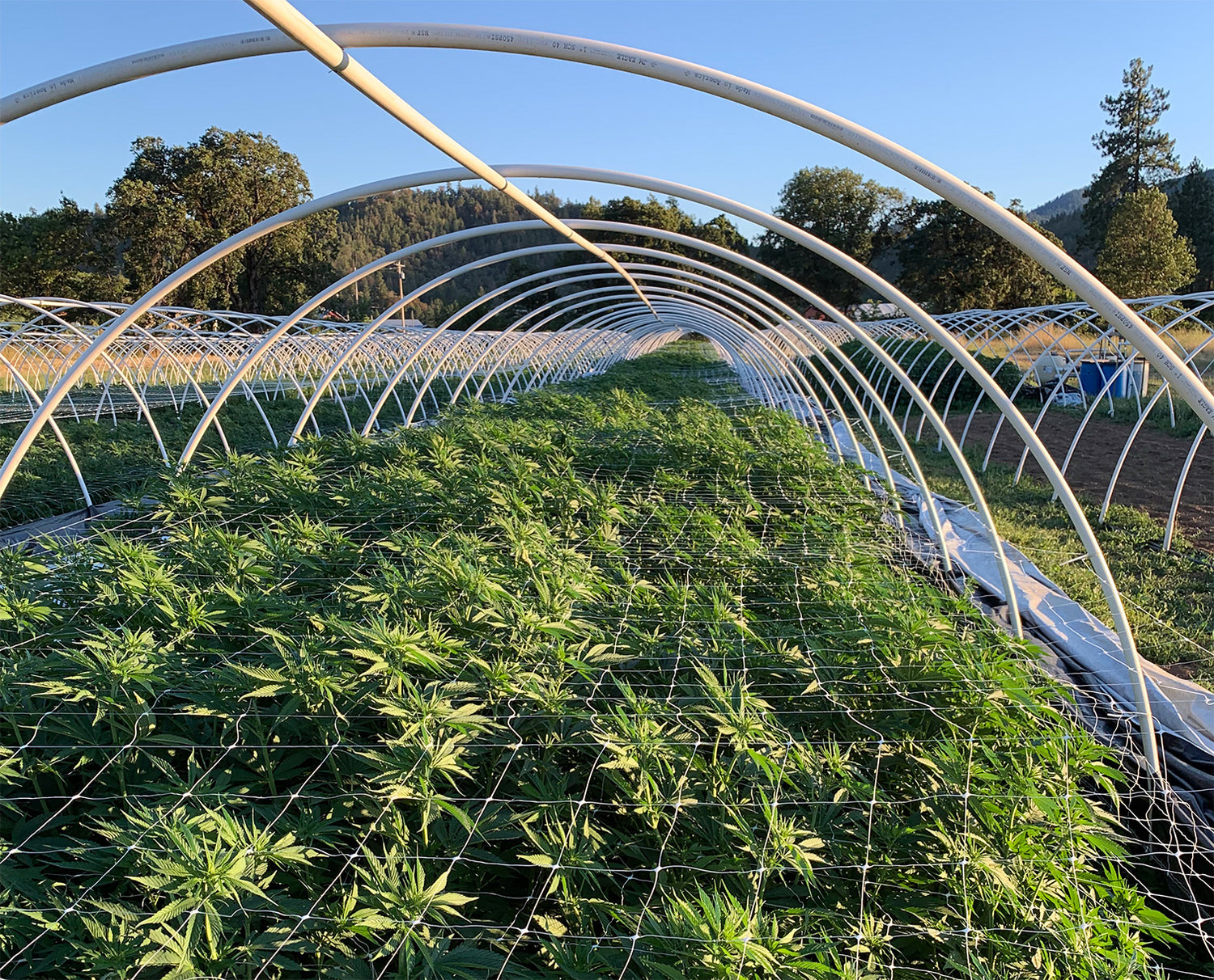 Hemp plants soaking up the late afternoon sun