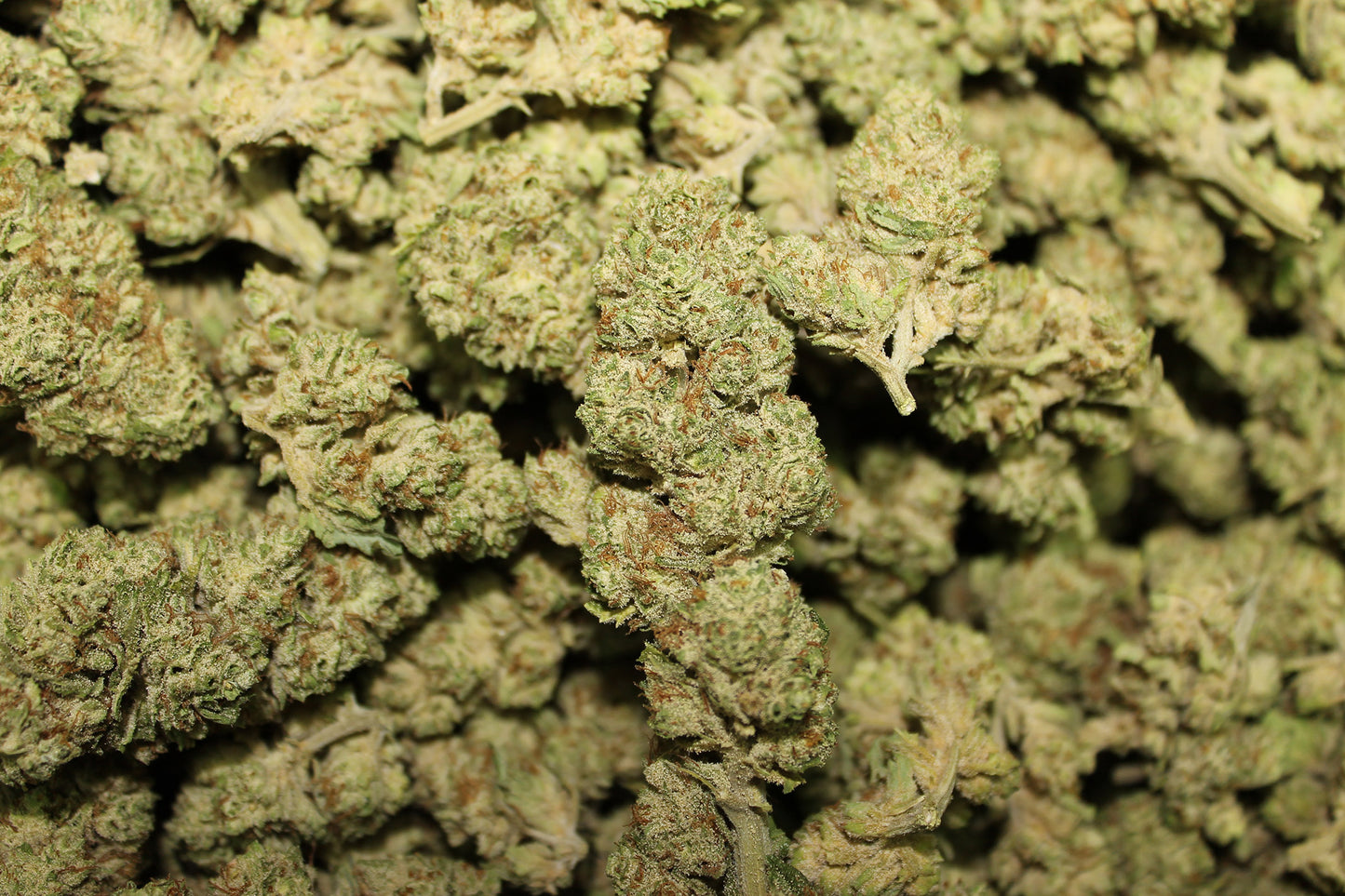 The White CBG - Pacific Sensi