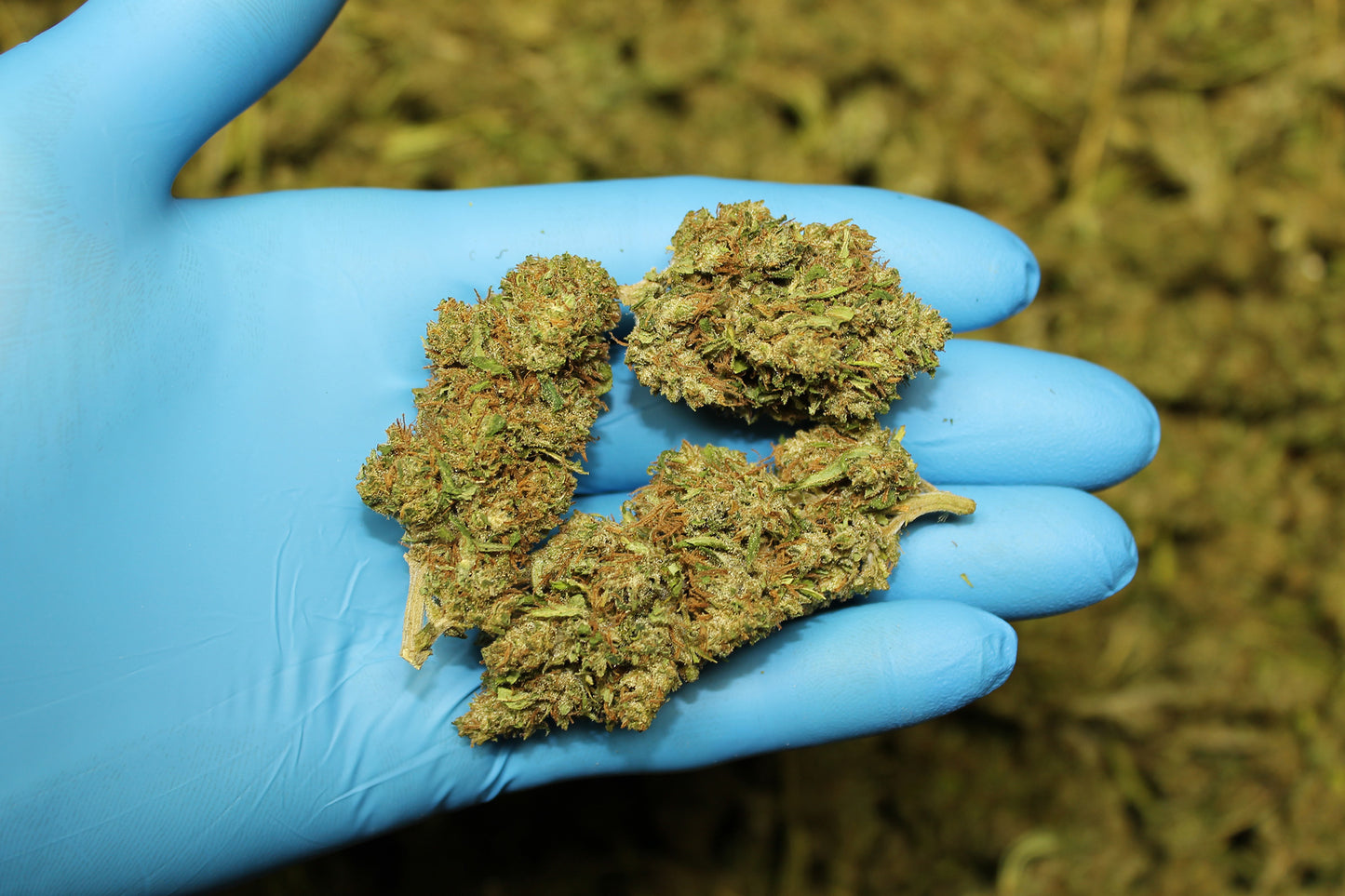 Pinewalker CBDV - Pacific Sensi