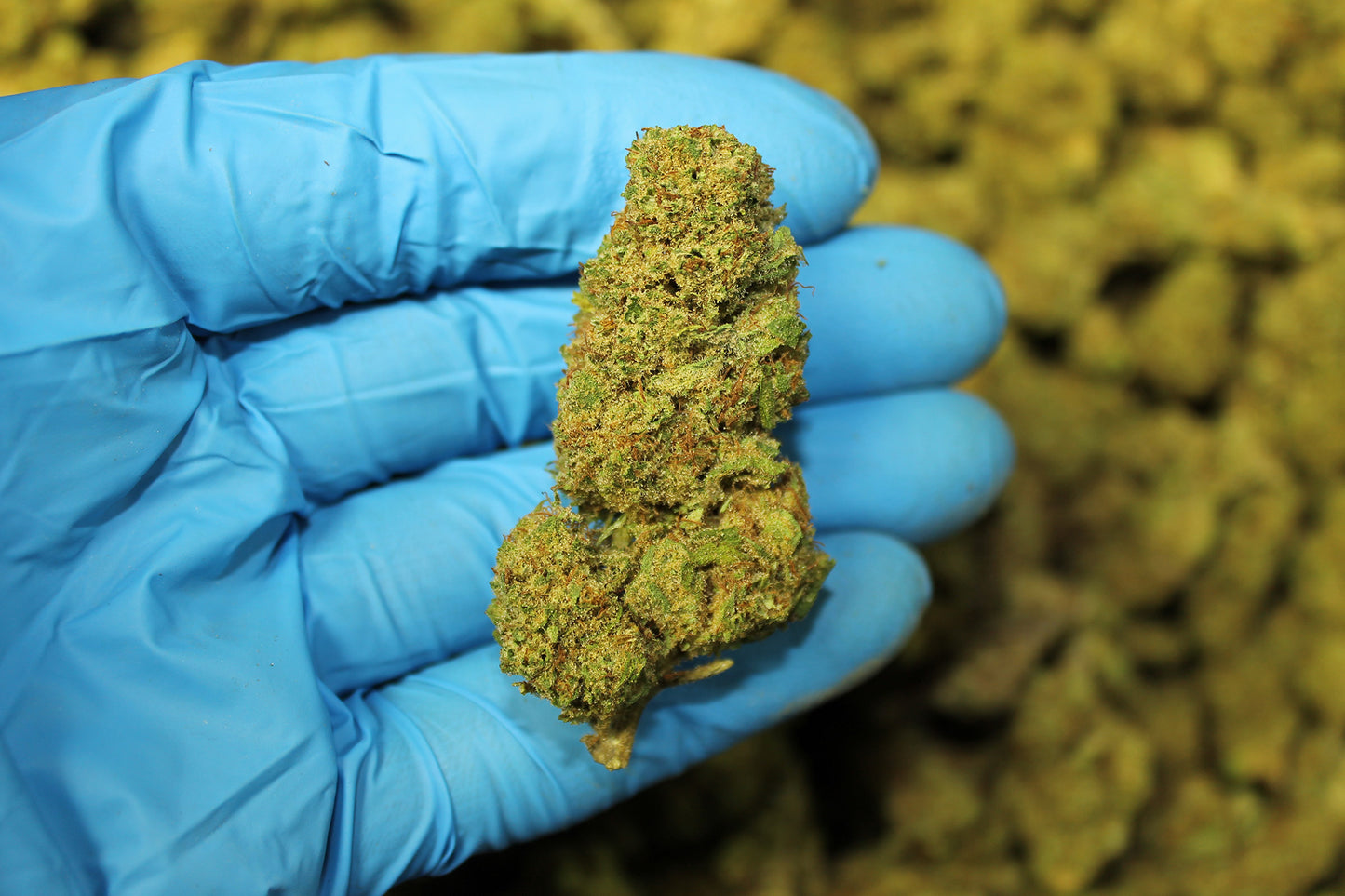 Sour Lifter CBD - Pacific Sensi