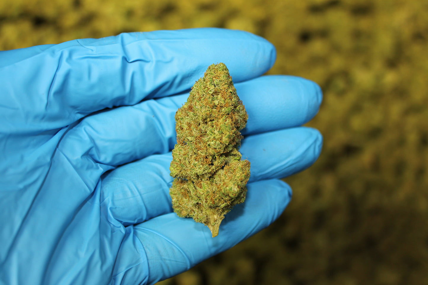 Sour Suver Haze CBD - Pacific Sensi