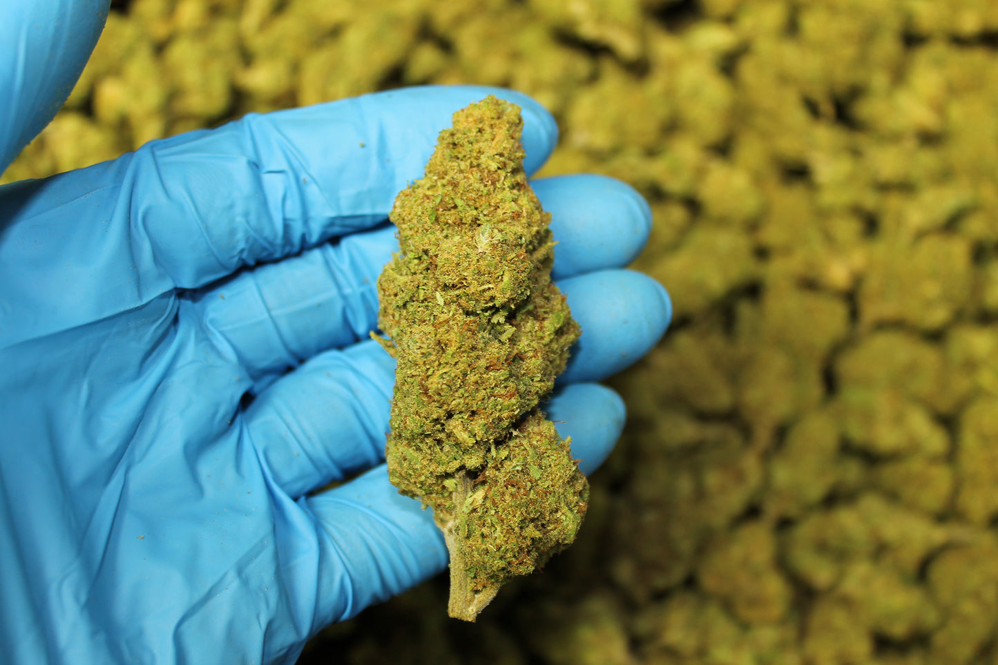 Sour Special Sauce CBD - Pacific Sensi