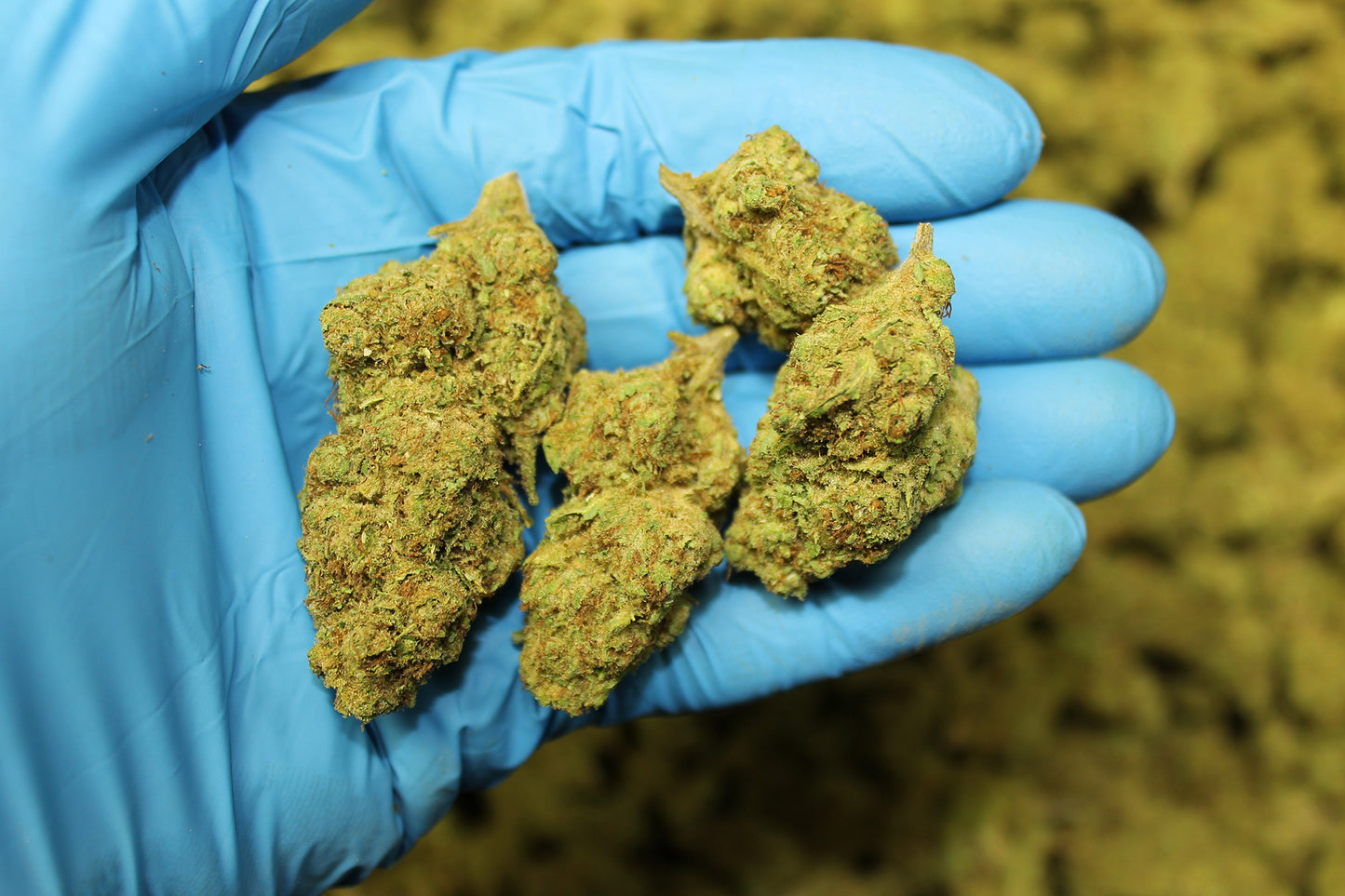 Sour Special Sauce CBD - Pacific Sensi