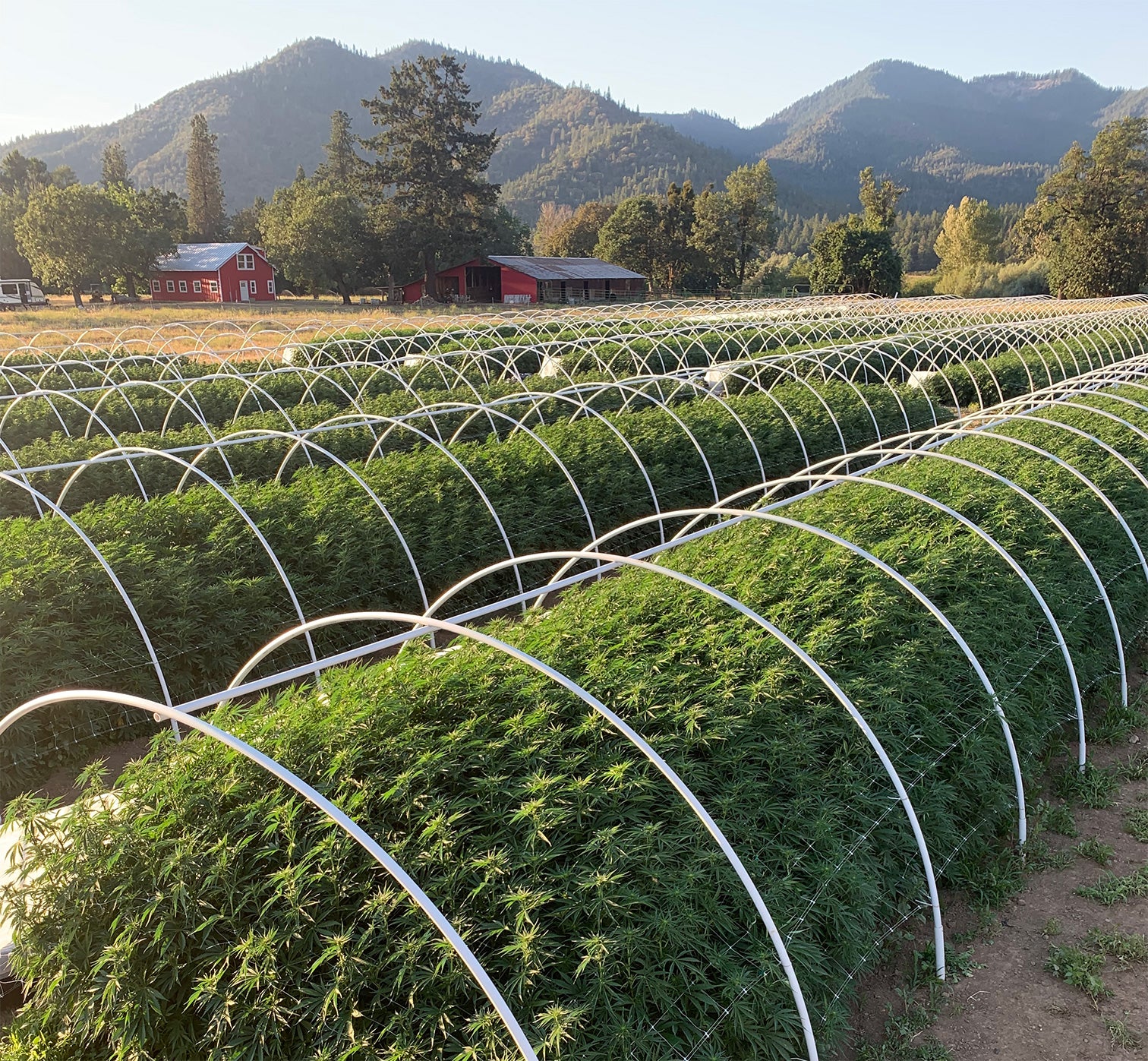 Hemp growing in greenhouses on our farm in Oregon