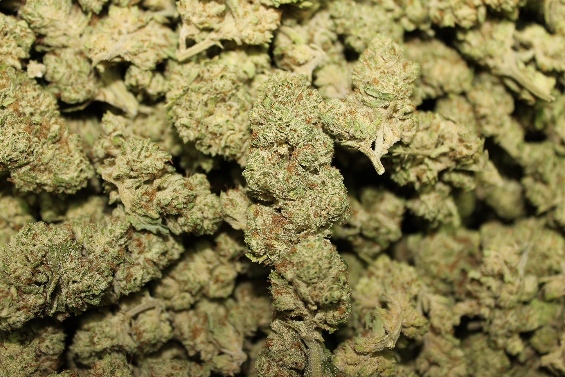 The White CBG - Pacific Sensi