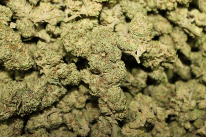 The White CBG - Pacific Sensi
