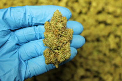 Sour Hawaiian Haze CBD - Pacific Sensi