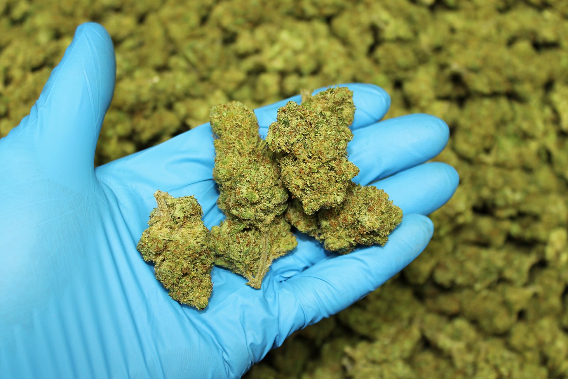 Sour Hawaiian Haze CBD - Pacific Sensi