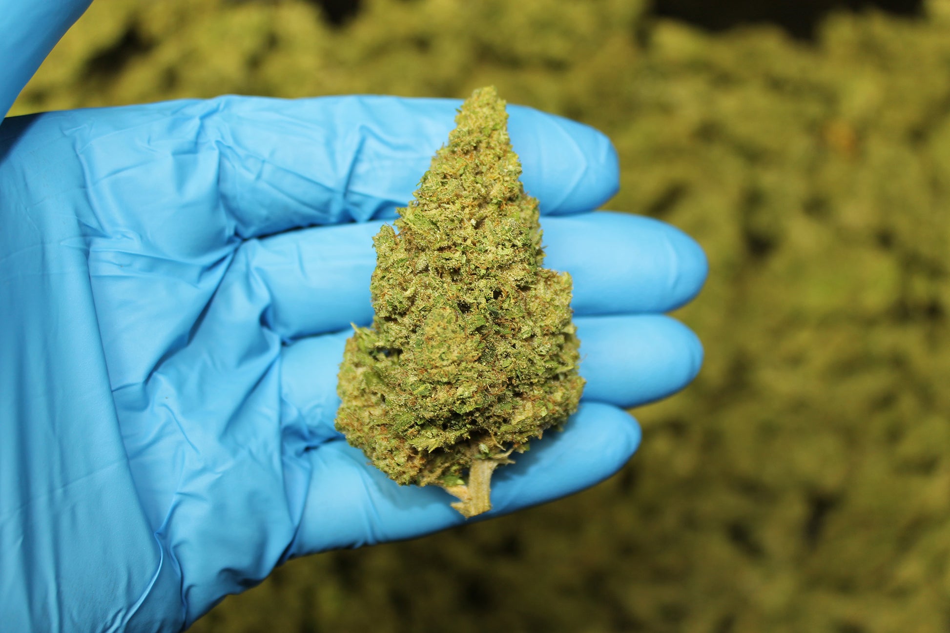 Sour Candy Kush CBD - Pacific Sensi
