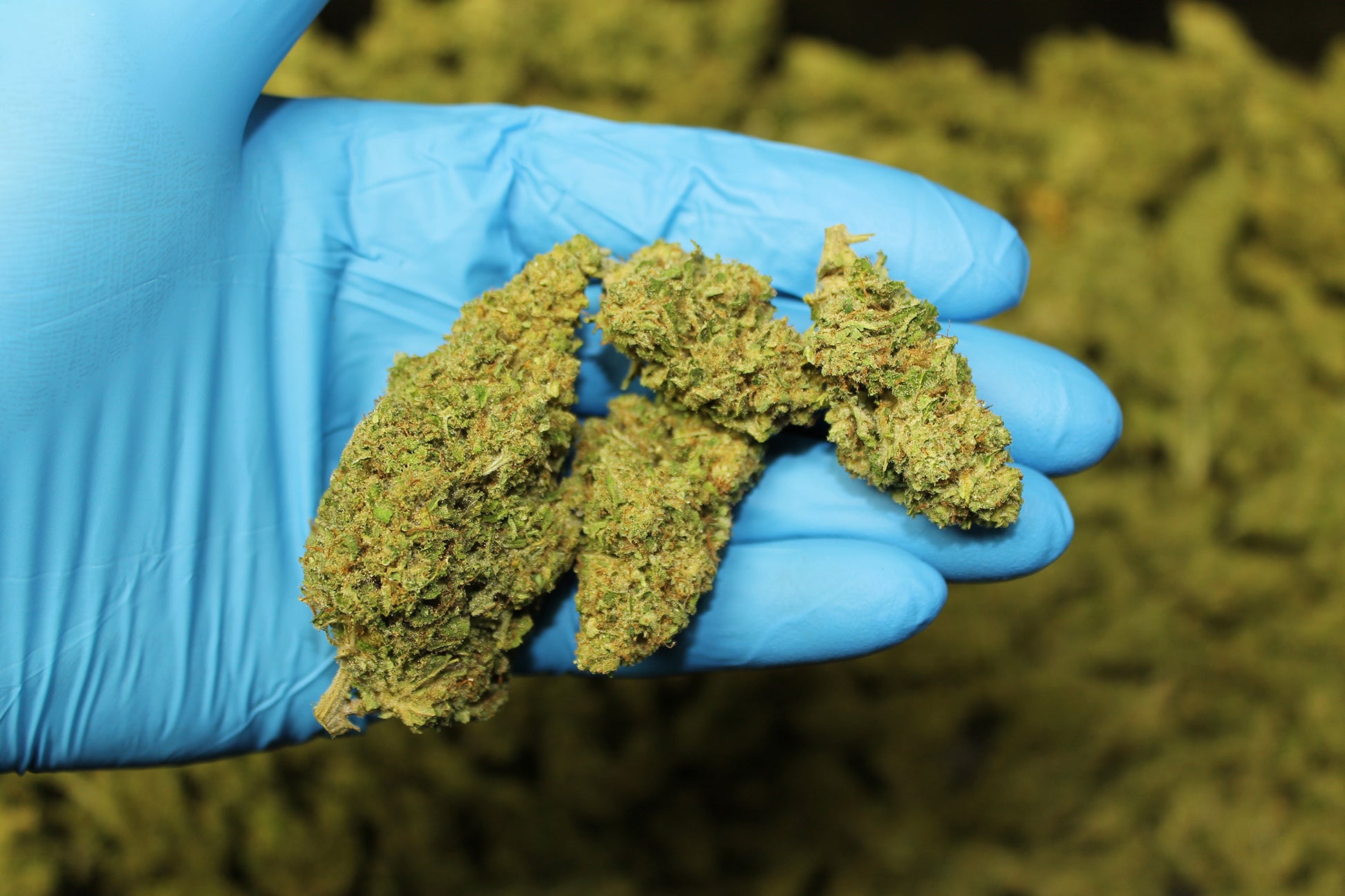 Sour Candy Kush CBD - Pacific Sensi