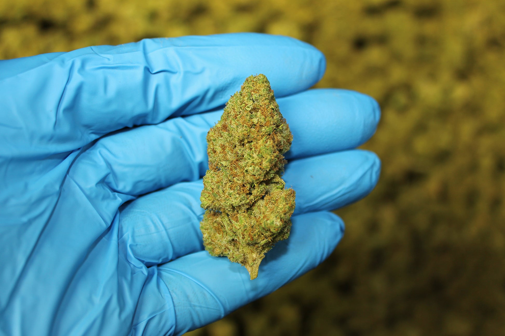 Sour Suver Haze CBD - Pacific Sensi