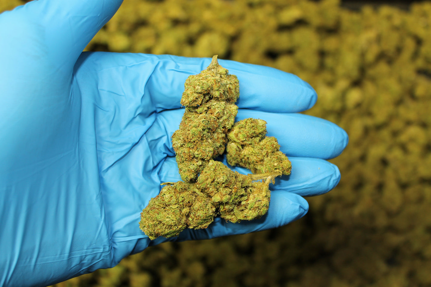 Sour Suver Haze CBD - Pacific Sensi